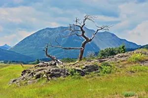Robert Prints: This Limber Pine tree is known as the Burmis tree for the former town of Burmis on Alberta highway 3