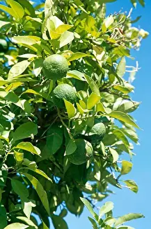 Union Prints: Limes growing on a lime tree, Cordoba, Spain