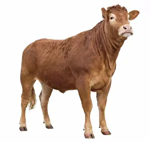 Tame Animal Prints: Limousine cow in studio