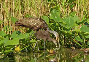 Three Animals Prints: Limpkin (Aramus guarauna) teaching large juvenile how to eat snail