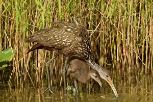 Three Animals Prints: Limpkin (Aramus guarauna) teaching large juvenile how to eat snail