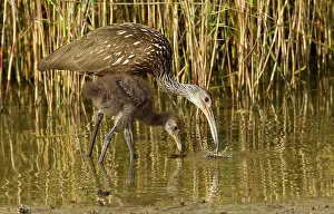 Feeding Prints: Limpkin (Aramus guarauna) teaching large juvenile how to eat snail