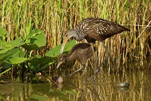 Feeding Prints: Limpkin (Aramus guarauna) teaching large juvenile how to eat snail