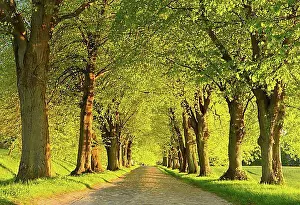 Evening Light Prints: Linden tree avenue in the evening light