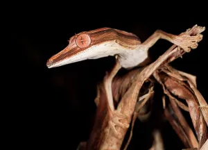 Animals Hunting Prints: Lined Leaf-Tailed gecko (Uroplatus lineatus) active in forest at night