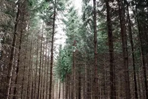 Graphic Prints: lines of pine trees in a forest in Sweden
