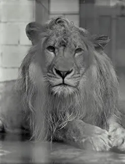 Staring Prints: Lion