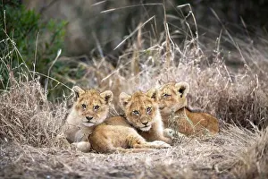 Wildlife Conservation Prints: Lion cubs, Panthera leo, huddle together in dry grass
