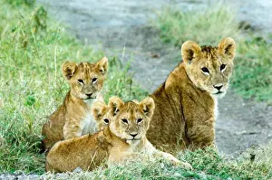 Cubs Prints: Lion cubs in the Serengeti, Tanzania, Africa