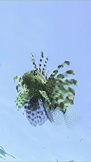 Oceans Prints: Lion fish swims in blue Ocean on blue sky background