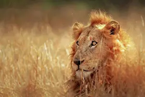 Dangerous Prints: Lion in grassland