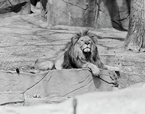 Laziness Prints: Lion lying on rock in zoo