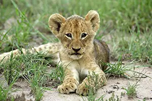 Worlds Prints: Lion (Panther leo), cub, Sabi Sand Game Reserve, South Africa, Africa