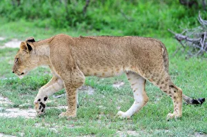 Lion (Panthera leo) cub with a lump on its left elbow caused by Bovine tuberculosis (TB)