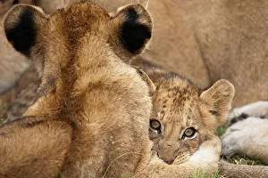 Cubs Prints: Lion (Panthera leo) cub. MalaMala (Mala Mala) Game Reserve