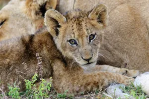 Roger De La Harpe Prints: Lion (Panthera leo) cub. MalaMala (Mala Mala) Game Reserve