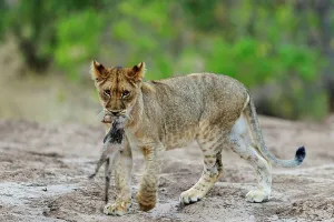 Peace Park Prints: Lion (Panthera leo) cub playing with a banded mongoose (Mungos mungo) it caught