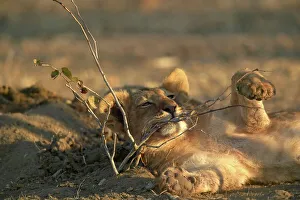 Mashatu Prints: Lion (Panthera leo) cub playing with young Mopane Tree (Colophospermum mopane)