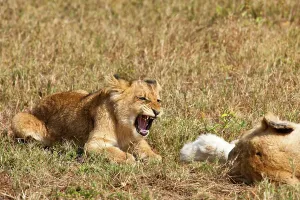 Lion (Panthera leo) cubs. MalaMala (Mala Mala) Game Reserve