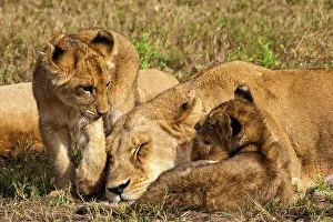Cubs Prints: Lion (Panthera leo) cubs. MalaMala (Mala Mala) Game Reserve