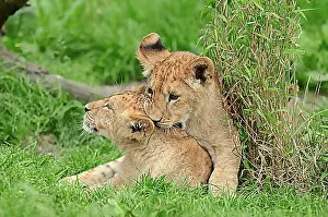 2 Animals Prints: Lion (Panthera leo) cubs playing, captive, Germany, Europe