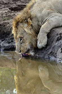 Lion (Panthera leo) drinking. MalaMala (Mala Mala) Game Reserve