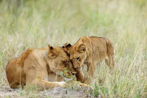 Lion Book Prints: Lion (Panthera leo) female and cub rubbing heads in typical greeting
