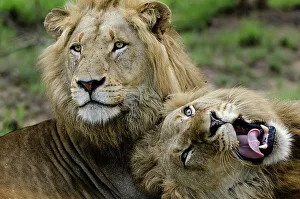 Lion Book Prints: Lion (Panthera leo). MalaMala (Mala Mala) Game Reserve