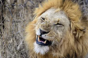 Lion (Panthera leo). MalaMala (Mala Mala) Game Reserve