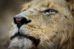 Game Reserve Prints: Lion (Panthera leo). MalaMala (Mala Mala) Game Reserve