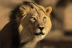 Lion Prints: Lion (Panthera leo) male, Kgalagadi Transfrontier Park, South Africa, Africa