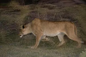 African Photograph Prints: Lion (Panthera leo). Moremi National Park. Botswana