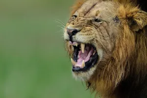 Lion Book Prints: Lion (Panthera leo). Phinda / Munyawana / Zuka Game Reserve