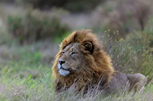 Lion (Panthera leo). Phinda / Munyawana / Zuka Game Reserve