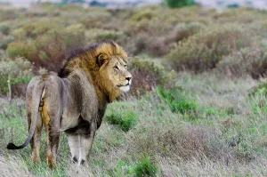 Lion (Panthera leo). Phinda / Munyawana / Zuka Game Reserve