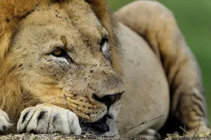 Kwazulu Prints: Lion (Panthera leo). Phinda / Munyawana / Zuka Game Reserve