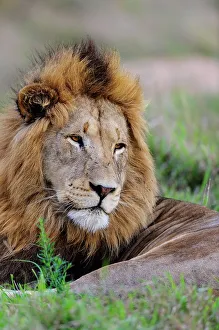 Kwazulu Prints: Lion (Panthera leo). Phinda / Munyawana / Zuka Game Reserve