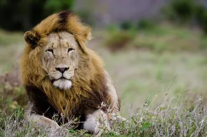 Kwazulu Prints: Lion (Panthera leo). Phinda / Munyawana / Zuka Game Reserve