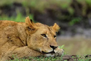 Kwazulu Prints: Lion (Panthera leo). Phinda / Munyawana / Zuka Game Reserve