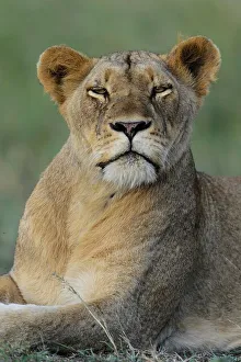 Kwazulu Prints: Lion (Panthera leo). Phinda / Munyawana / Zuka Game Reserve