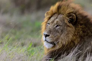 Zulu Kingdom Prints: Lion (Panthera leo). Phinda / Munyawana / Zuka Game Reserve