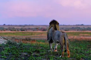 Zulu Kingdom Prints: Lion (Panthera leo). Phinda / Munyawana / Zuka Game Reserve
