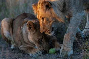 Lion Book Prints: Lion (Panthera leo) playing with a Black Monkey Orange (Strychnos madascascariensis) fruit