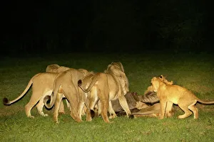 King Of The Jungle Prints: Lion (Panthera leo) pride feeding on an recently killed Blue Wildebeest (Connochaetes gnou)