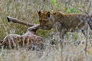 Kwazulu Prints: A Lion (Panthera leo) pride found this Giraffe (Giraffa camelopardalis) and her calf (the calf had a broken leg)