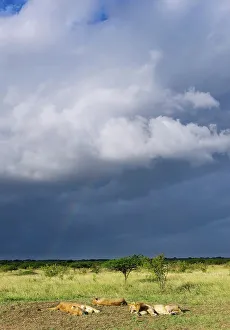 Stormy Prints: Lion (Panthera leo) pride sleeping during an oncoming storm with rainbow