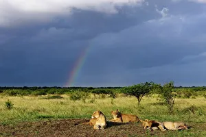 Stormy Prints: Lion (Panthera leo) pride sleeping during an oncoming storm with rainbow