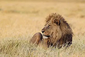 Carnivora Prints: Lion (Panthera leo), resting male at dawn, Savuti, Chobe National Park, Botswana, Africa