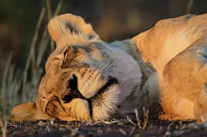 Peace Park Prints: Lion (Panthera leo). sleeping Mashatu Game Reserve