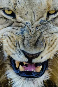 Lion Book Prints: Lion (Panthera leo) snarling. MalaMala (Mala Mala) Game Reserve